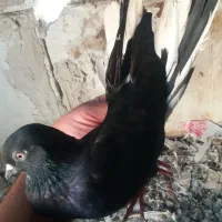 کبوتر آغ قورغ نر