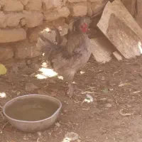 خروس سلطان زینتی جوان خوشگل|حیوانات مزرعه|قم, قلعه کامکار|دیوار