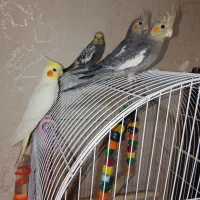 عروس هلندی نر و ماده دو ماهه