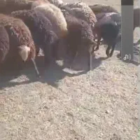 فروش بره ماده|حیوانات مزرعه|ارجمند, |دیوار