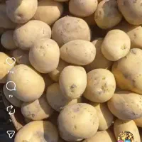 سیب زمینی دزفول