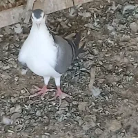 ماده بدرنگ