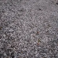 تخمه آفتابگردان|خوردنی و آشامیدنی|ساروق, |دیوار