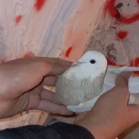 کفتر ریحانی