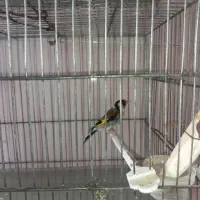 پرنده خانگی سهره