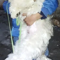 سگ  پودل  و شیتزو|سگ|کرمانشاه, |دیوار