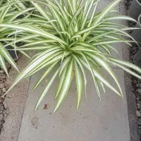 گل خانه باران گل های آپارتمانی|گل و گیاه طبیعی|قزوین, |دیوار