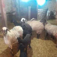 گوسفند|حیوانات مزرعه|بزینه رود, |دیوار