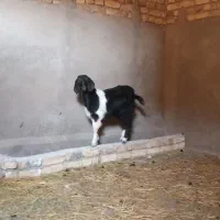 بزغاله ماده|حیوانات مزرعه|اسفرورین, |دیوار