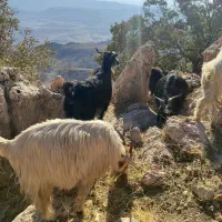 سی راس بز جوان|حیوانات مزرعه|اندیمشک, |دیوار