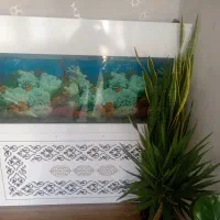 آکواریوم بزرگ قشنگ