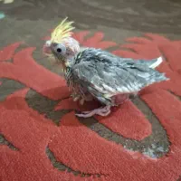 جوجه عروس هلندی