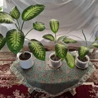 3 عدد گل دیفن