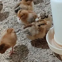 جوجه نژاد گلپایگان