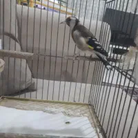 ماده سهره بالغ