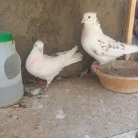 کبوتر کاشونی پرش سنگین