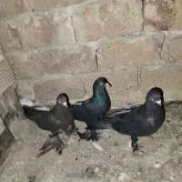 کفتر|پرنده|تبریز, |دیوار