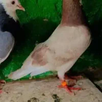 کبوتر پتی ولاکا   دوباز