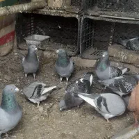 کفتر پلاکی نر