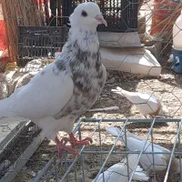 کبوتر طوقی کرمانشاهی|پرنده|هامون, |دیوار