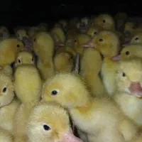 جوجه اردک پکنی