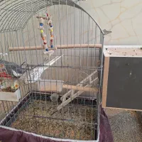 عروس هلندی|پرنده|مهریز, |دیوار