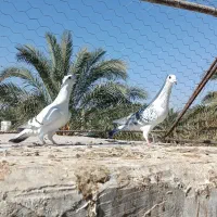 کله ای ،شامی گوک ،کبوتر|پرنده|بم, |دیوار