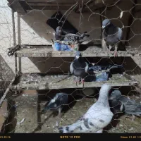 کبوتر دورگ جفتی ۱ملییون ۴جفت