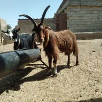 فروش بزغاله تخمی