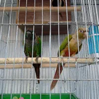 طوطی گرینچیک نر و ماده