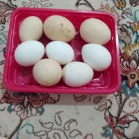 تخم مرغ محلی ۶۰ دونه ای ۱۴ هزار