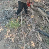 خریدار چوب و برشکاری درخت
