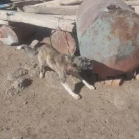 یک جفت توله افغانی 8 ماهه نگهبان|سگ|اردبیل, |دیوار