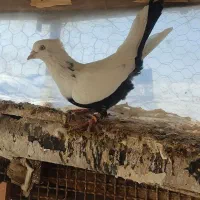 کبوتر رنگی|پرنده|بشاریات, |دیوار