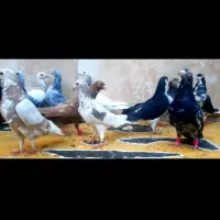 کفتر بوم سارسرور افشون یهودی ی دسته ۱۵تایی زدخوردی