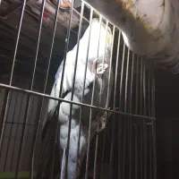 عروس هلندی|پرنده|اقبالیه, |دیوار