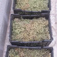 انگور عسگری