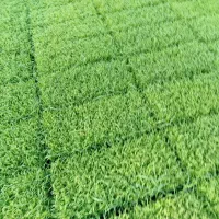 توم نشا شیرودی درجه یک