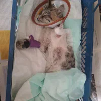 واگذاری گربه