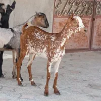 نری شهری پلمپ وکهره نزار و کیسه چاق