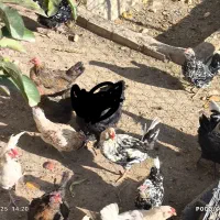 مرغ و خروس گلین