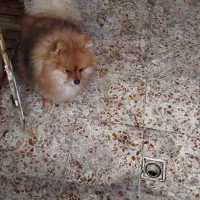 پامرانین اصل