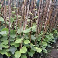 پیش‌فروش نهال کیوی نر و هایوارد  تولیدکننده عمده