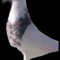 کبوتر گم شده