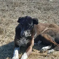 دوتا سگ سرابی