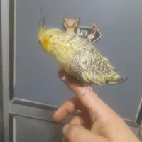 ۵عدد جوجه عروس هلندی دونه ای ۴۰۰|پرنده|قرچک, میرزائی شمالی|دیوار