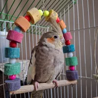 عروس هلندی ماده بهمراه قفس ۷۰۰تومان
