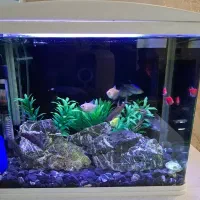 اکواریوم نو با تمام وسایل