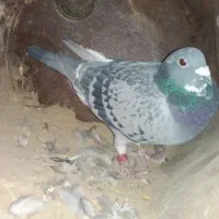 کبوتر پلاکی|پرنده|خاش, |دیوار