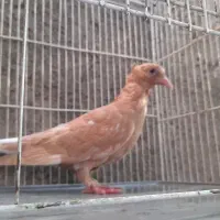 کبوتر
